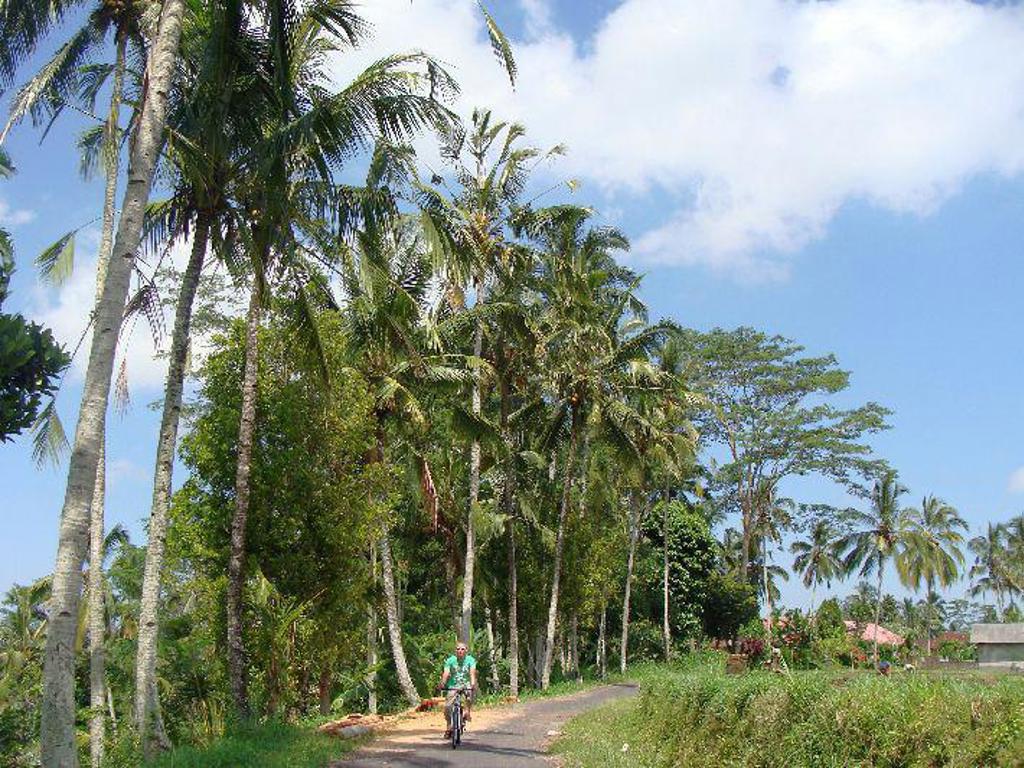 Fietser op een rustige weg langs palmbomen op Java, Bali en Lombok.