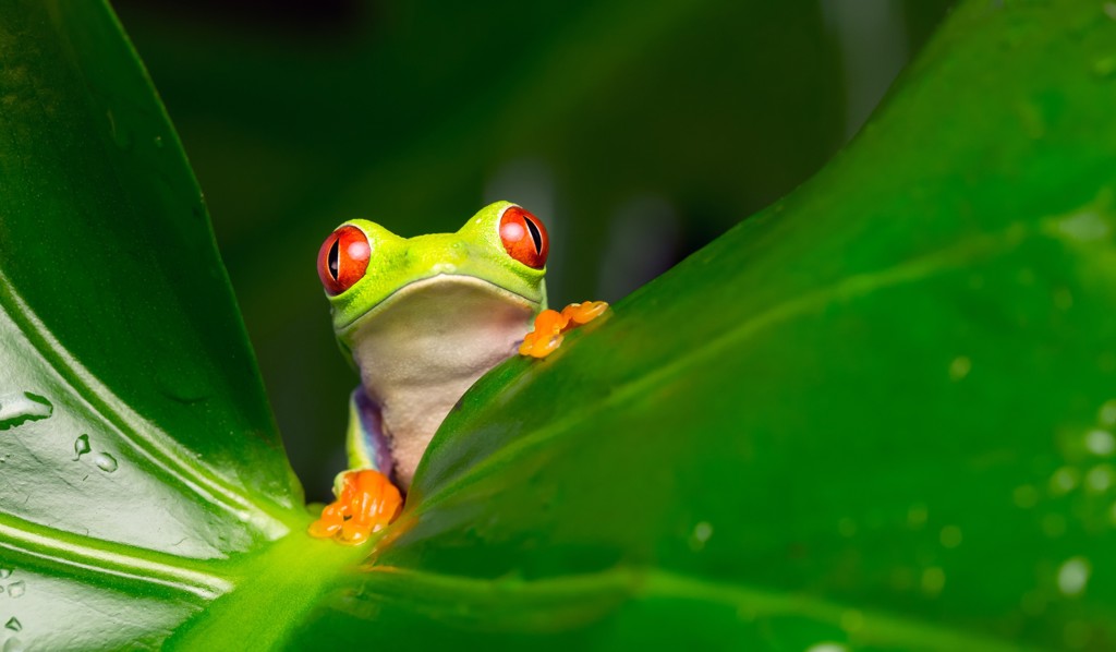 Roodoogmakikikker tussen groene bladeren in het regenwoud van Costa Rica.