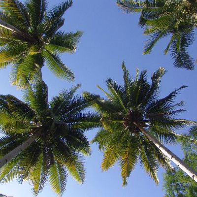 Palmbomen tegen een strakblauwe lucht op Java, Bali en Lombok.
