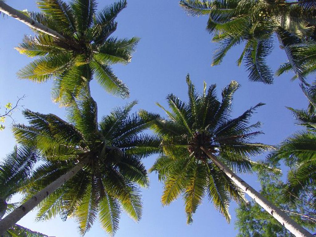 Palmbomen tegen een strakblauwe lucht op Java, Bali en Lombok.