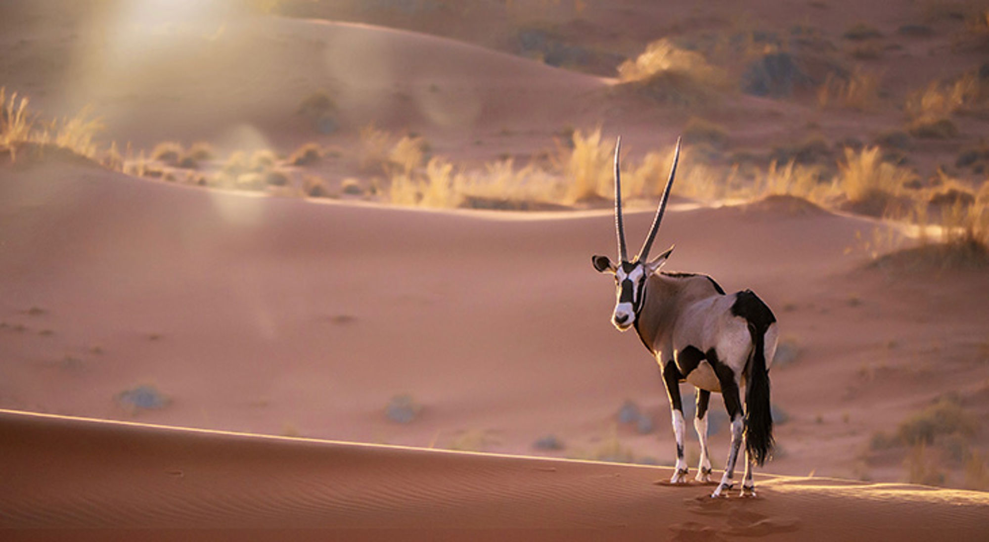 Een oryx gazella die stil staat op een zandduinrug in de Sossusvlei, Namibië Oryxantilope op zandduinen in de Namibische woestijn bij zonsondergang.
