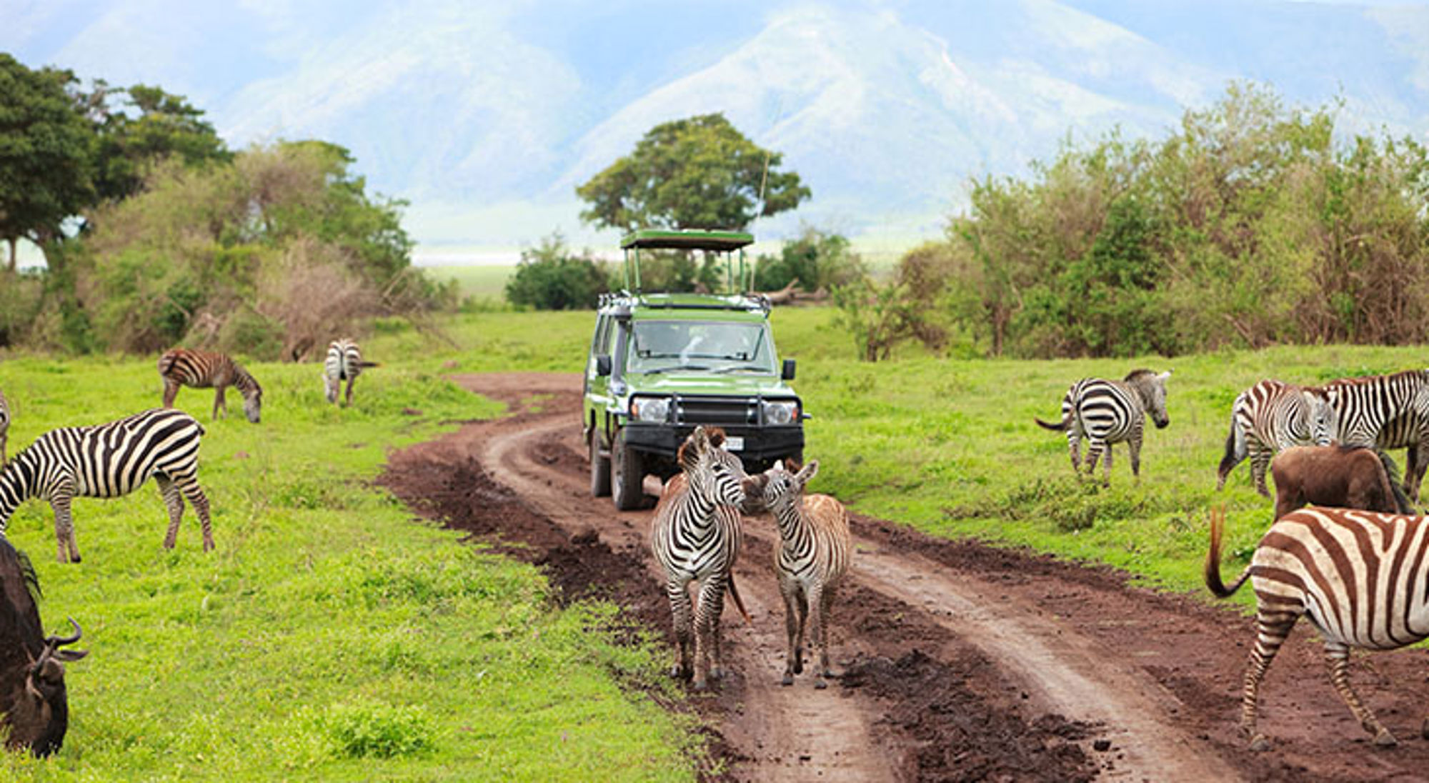 Safari en zebra's in Arusha National Park Safari-jeep tussen zebra’s op een modderige weg in de savanne.