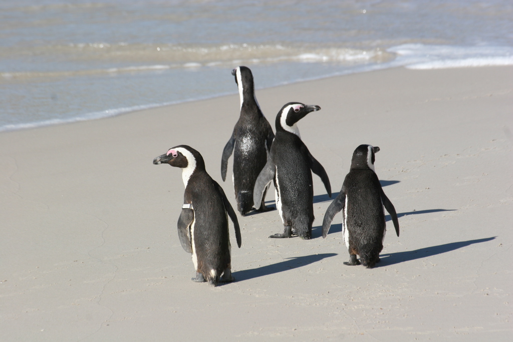 Vier Afrikaanse pinguïns op het strand aan de kust van Zuid-Afrika tijdens een familiereis.