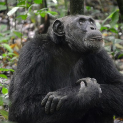 Chimpansee in Kibale Forest tijdens een excursie voor de chimpanseepermit.