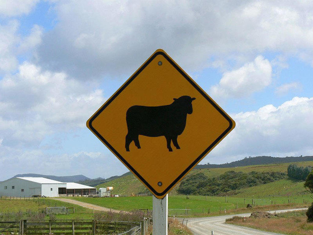 Waarschuwingsbord voor overstekende schapen op het platteland van Nieuw-Zeeland tijdens een groepsrondreis.