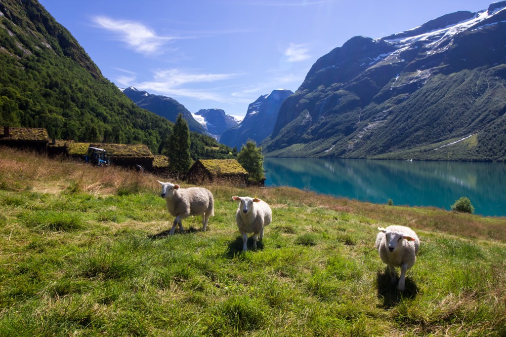 Schapen in een groene weide aan een Noors fjord, met bergen en gletsjer op de achtergrond.