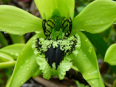 Groene orchidee met regendruppels in het regenwoud van Kalimantan.