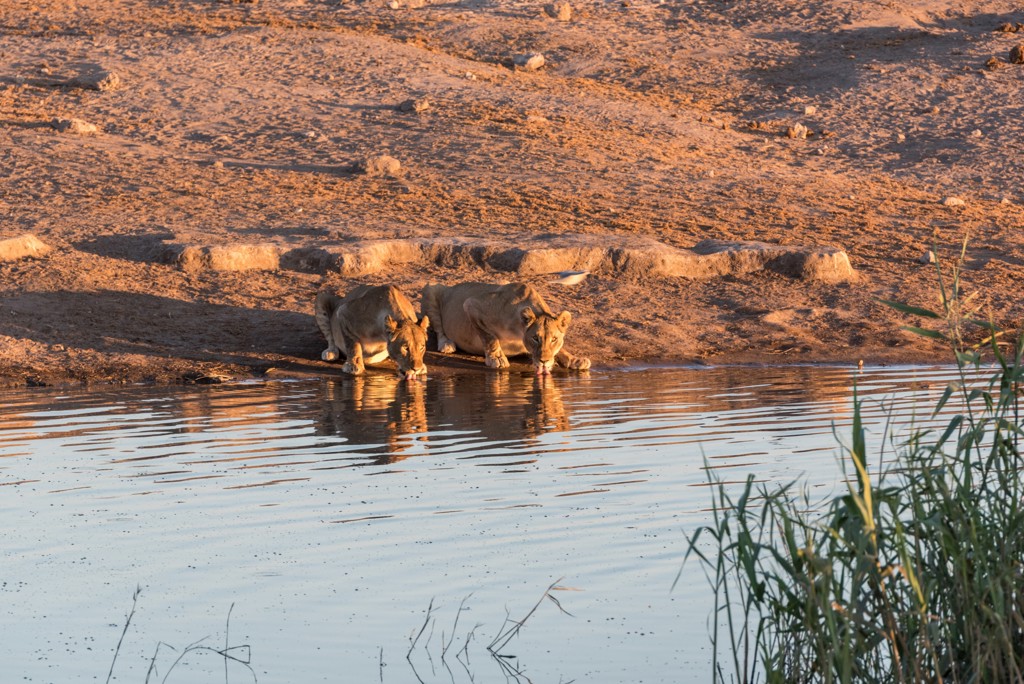 Twee leeuwinnen drinken bij een waterpoel tijdens familiereis Namibië, Botswana en Zimbabwe.