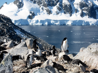 Pinguïns op rotsachtige kust met ijsbergen en besneeuwde bergen in Antarctica, Route Antarctica.