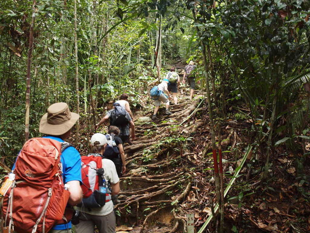 Groepsrondreis West-Maleisië & Borneo: wandelaars met rugzakken op junglepad door tropisch regenwoud.