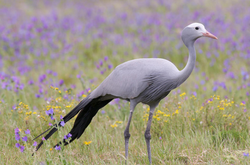 Blauwe kraanvogel in een veld met paarse en gele bloemen tijdens een groepsrondreis door Zuid-Afrika.
