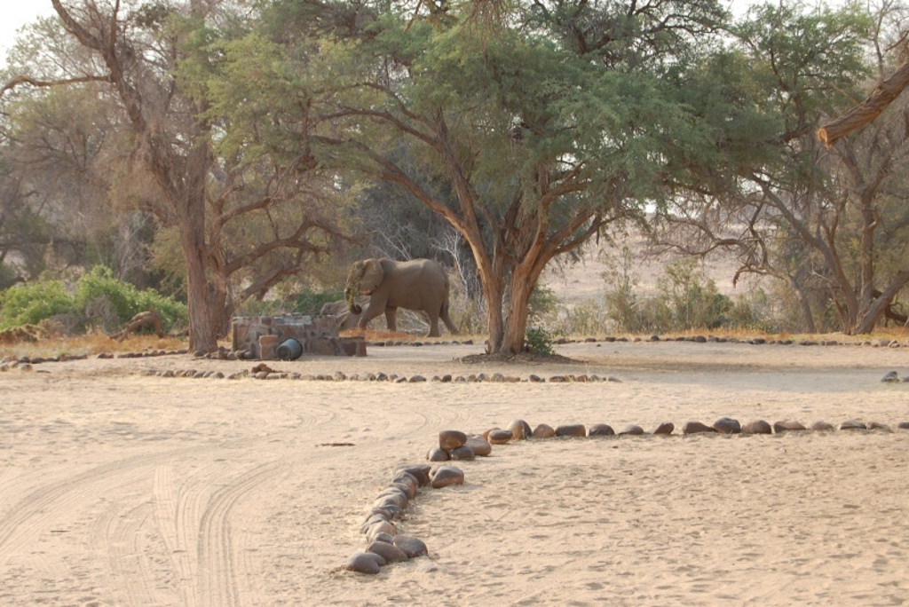 Olifant loopt door het droge savannelandschap tussen bomen tijdens groepsrondreis Zuidelijk Afrika hoogtepunten.