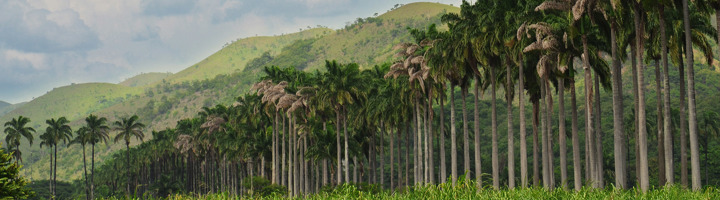 Palmbomen in de vallei van Venezuela met groene heuvels op de achtergrond.