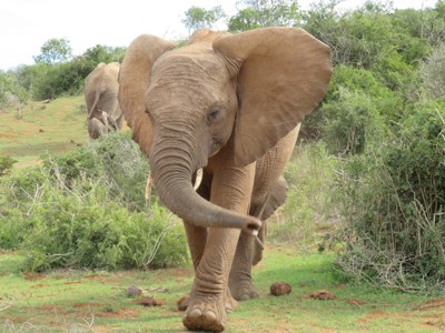 Afrikaanse olifant loopt door de bush tijdens de route Johannesburg - Kaapstad, 24 dagen.