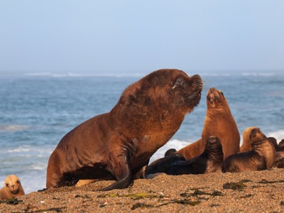 Zeeleeuwen rusten op het strand aan de kust van Patagonië.