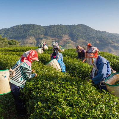 Theeplukkers aan het werk op een theeplantage in de Cameron Highlands, West-Maleisië.