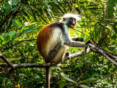 Rode franjeaap in de bomen van Jozani Forest op Zanzibar.