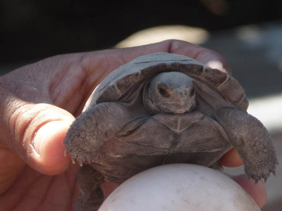 Jonge reuzenschildpad op de Galapagoseilanden, vastgehouden boven een ei.