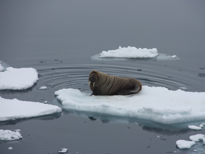 Walrus rust op een ijsschots in het poolgebied tijdens de zeilreis met de Antigua.