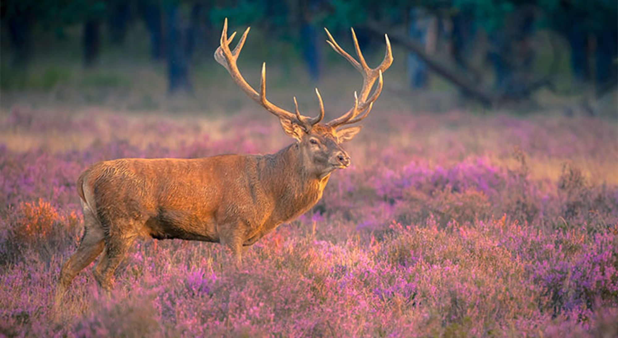 Edelhert met groot gewei in paarse heide tijdens zonsopkomst.
