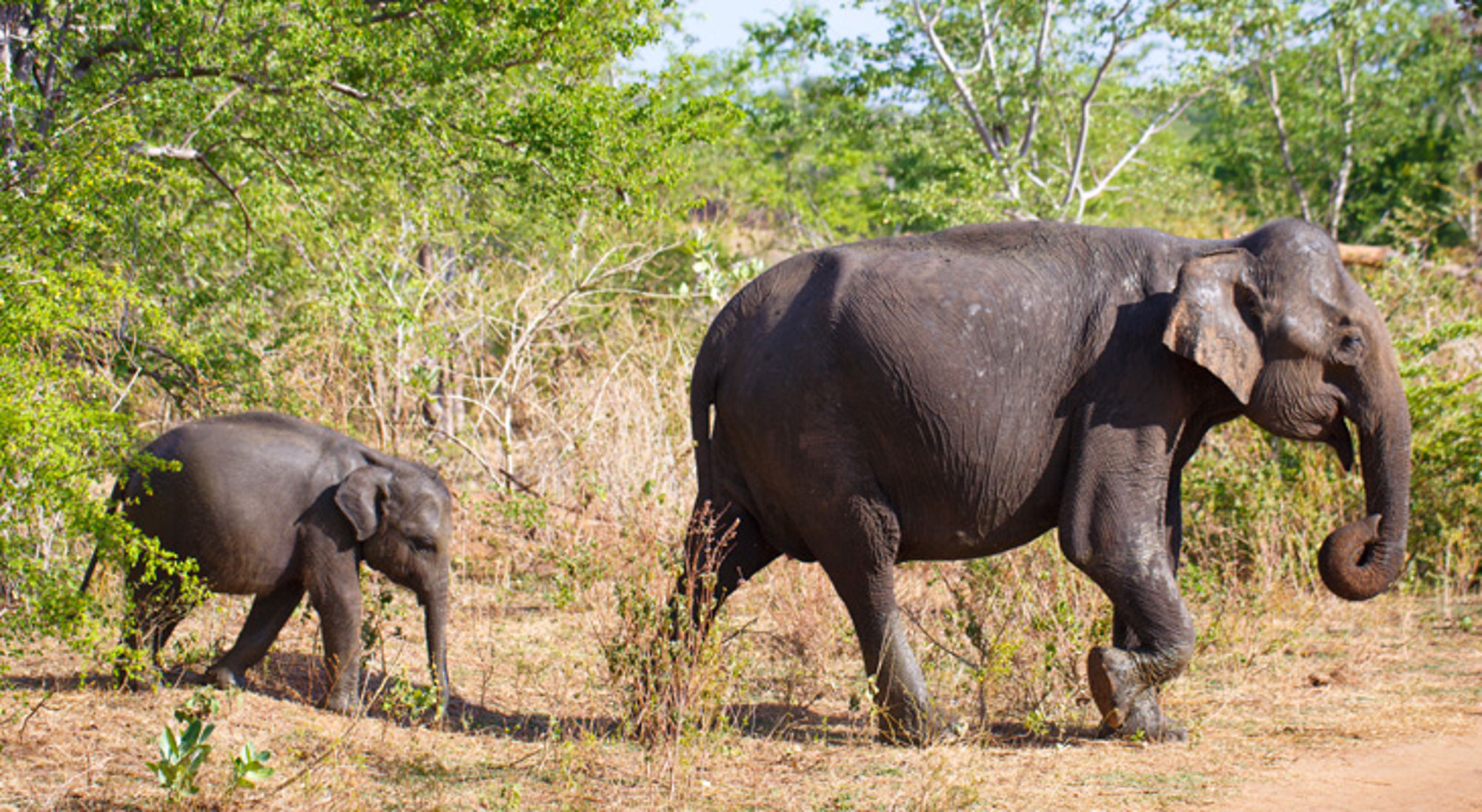 Olifant met jong wandelt door het struikgewas tijdens een safari.