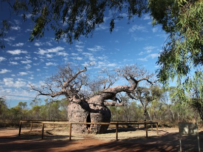 Grote boabboom met holle stam en kale takken in West-Australië, omheind in een natuurgebied.