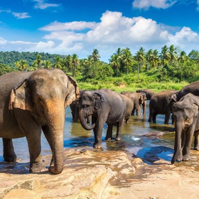 Gezin op safari in Sri Lanka, met olifanten in het wild tijdens de familiereis Sri Lanka hoogtepunten.
