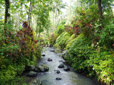 Groene jungle met kabbelende rivier en rotsen langs de Route Java en Bali.