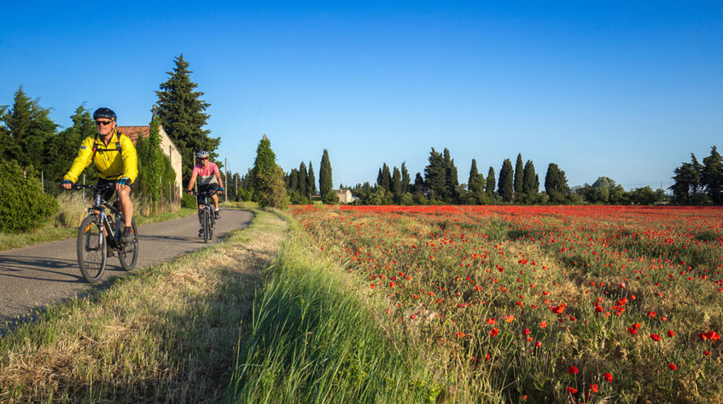Fietsers tijdens een fietsvakantie in de Provence langs een veld met rode klaprozen.