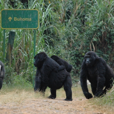 Berggorilla’s langs een weg bij Bwindi Impenetrable Forest, tijdens gorillatrekking met permit.