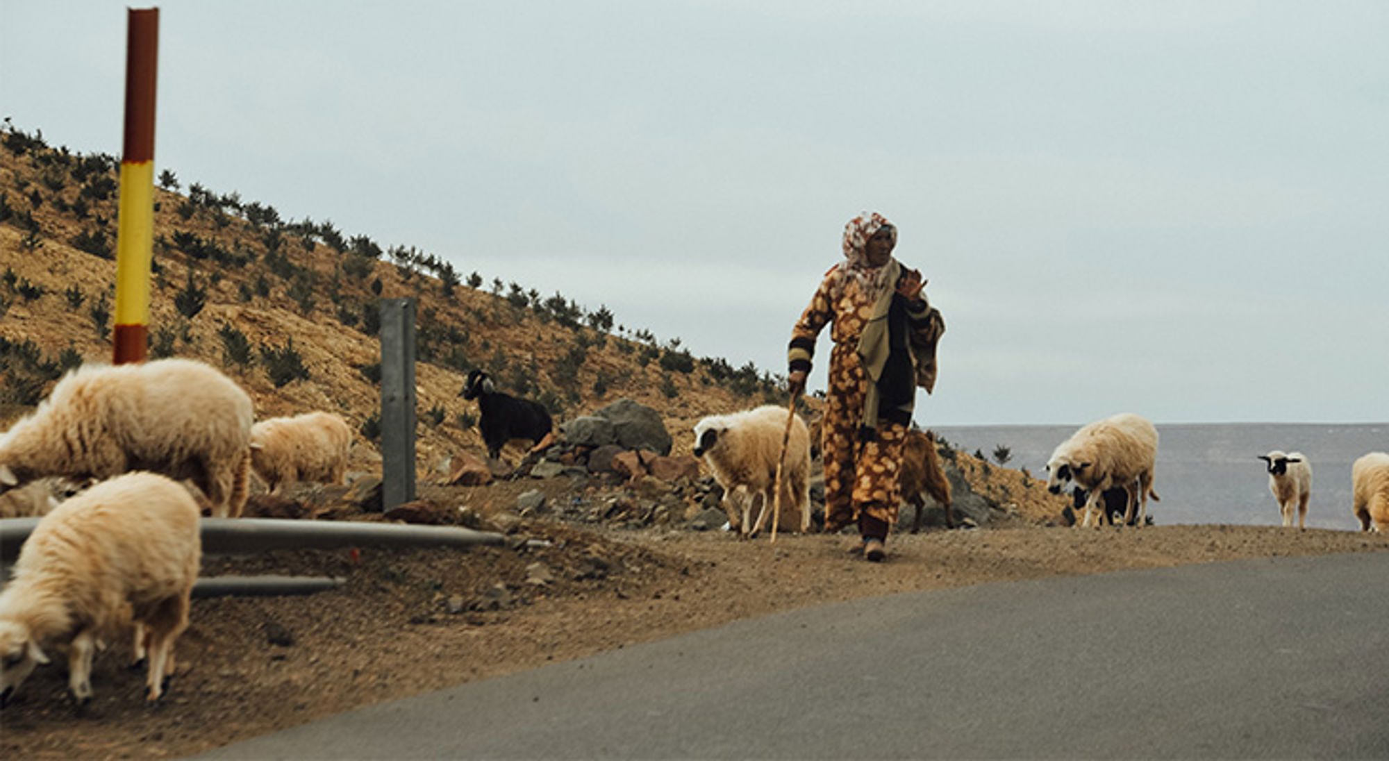 Berber Marokko Herder loopt langs een weg met een kudde schapen in een droog berglandschap.
