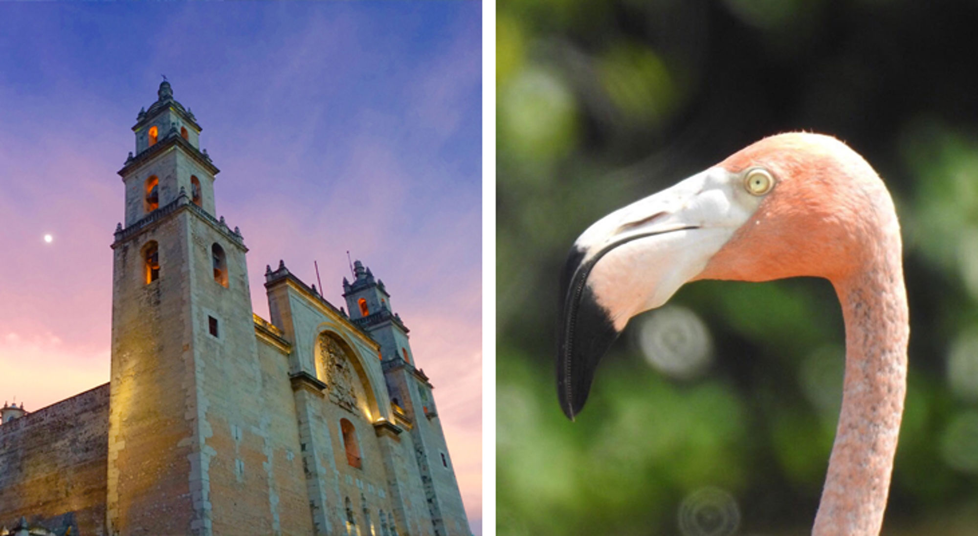Koloniale kerk in Mérida bij zonsondergang en close-up van een flamingo.