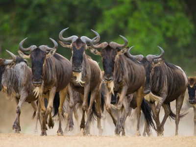 Gnoes rennen over de savanne tijdens de Route Kenia en Tanzania.