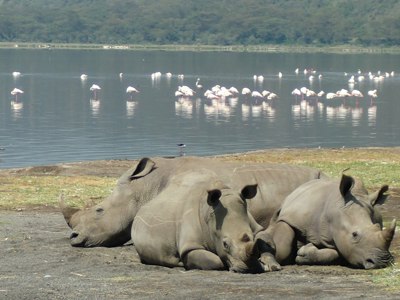 Neushoorns rusten aan de oever van Lake Nakuru, met flamingo’s op de achtergrond.