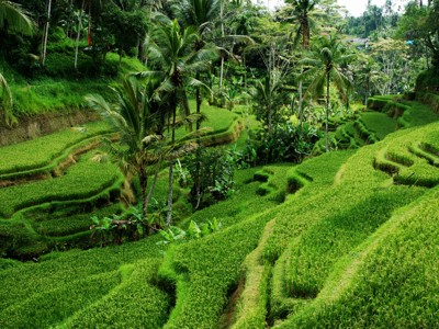 Groene rijstterrassen tussen palmbomen op Bali tijdens de route Timor, Sumba & Bali, 22 dagen.