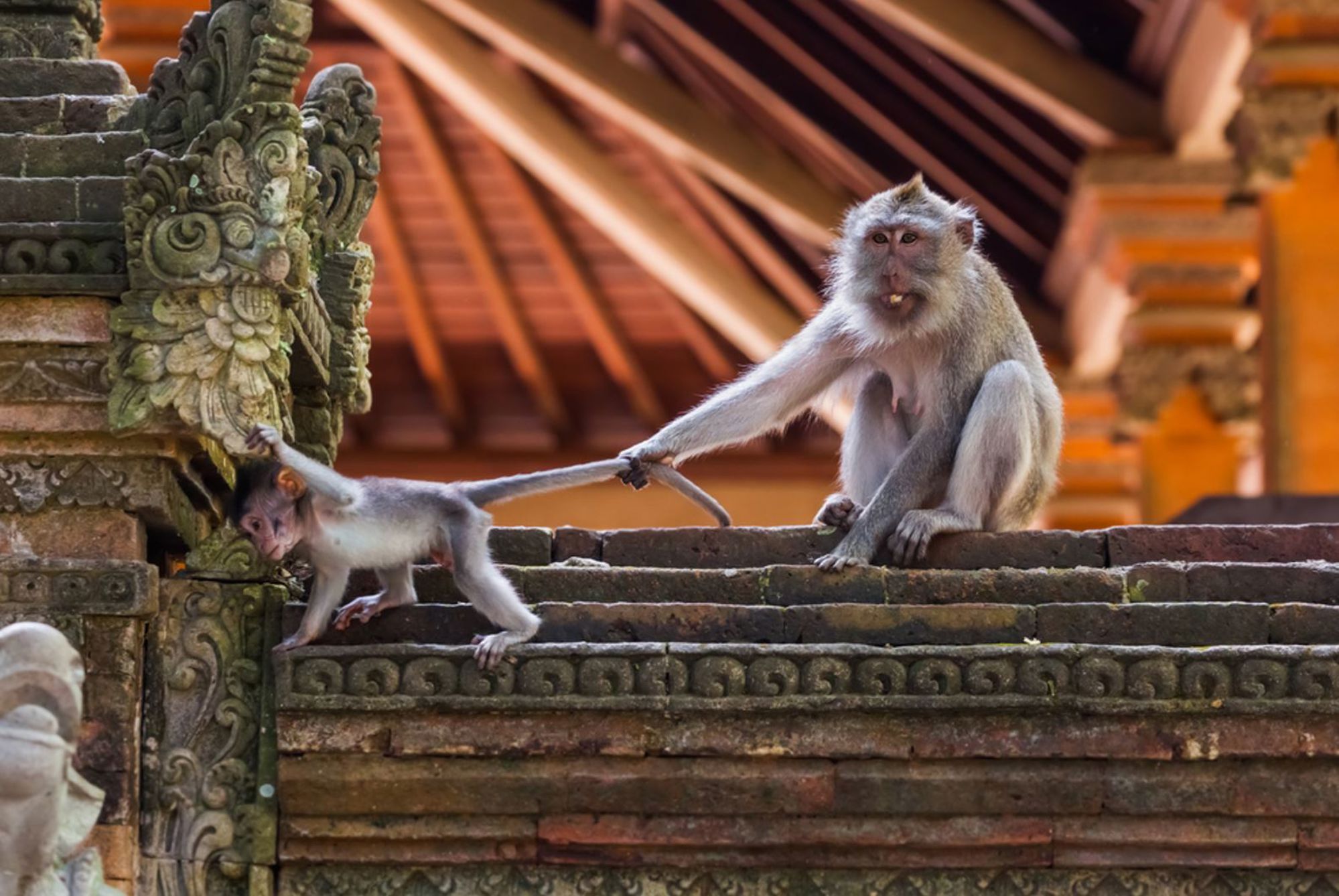 Aap met jong op tempeltrappen bij een Balinese tempel in Indonesië.