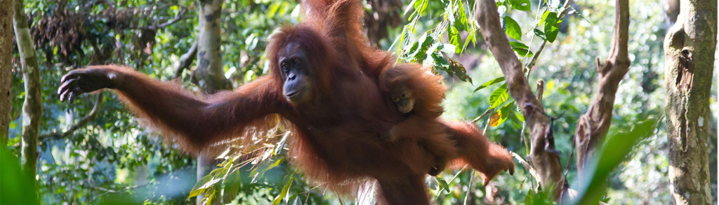 Orang-oetan met jong in het regenwoud van Sumatra tijdens een familiereis Sumatra, Java en Bali.