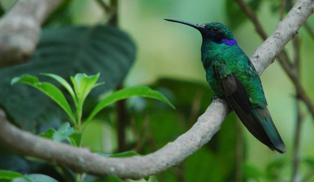 Groene kolibrie op een tak in het regenwoud van Ecuador.