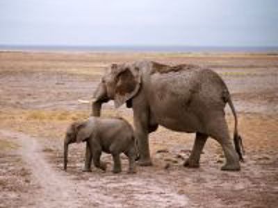 Olifant met jong op de savanne tijdens Route Kenia.