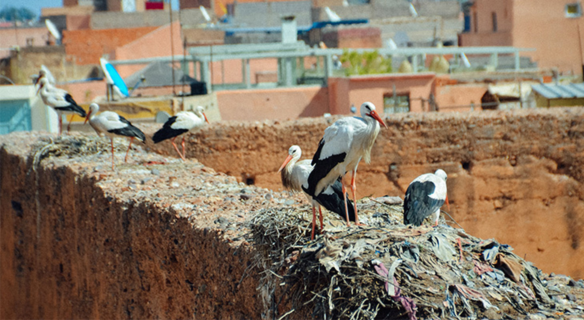 EL-Badi paleis struisvogels Ooievaars op een nest bovenop een muur, met stadsgebouwen op de achtergrond.