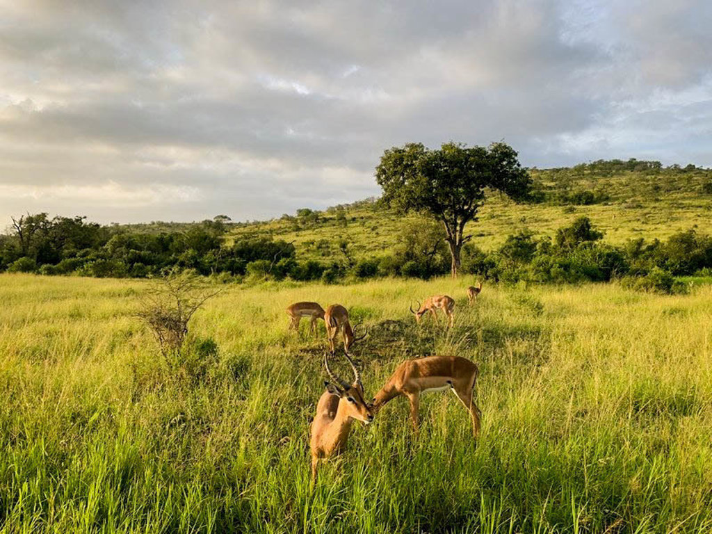 Impalas in het grasland tijdens een 22-35ers reis door Zuid-Afrika.