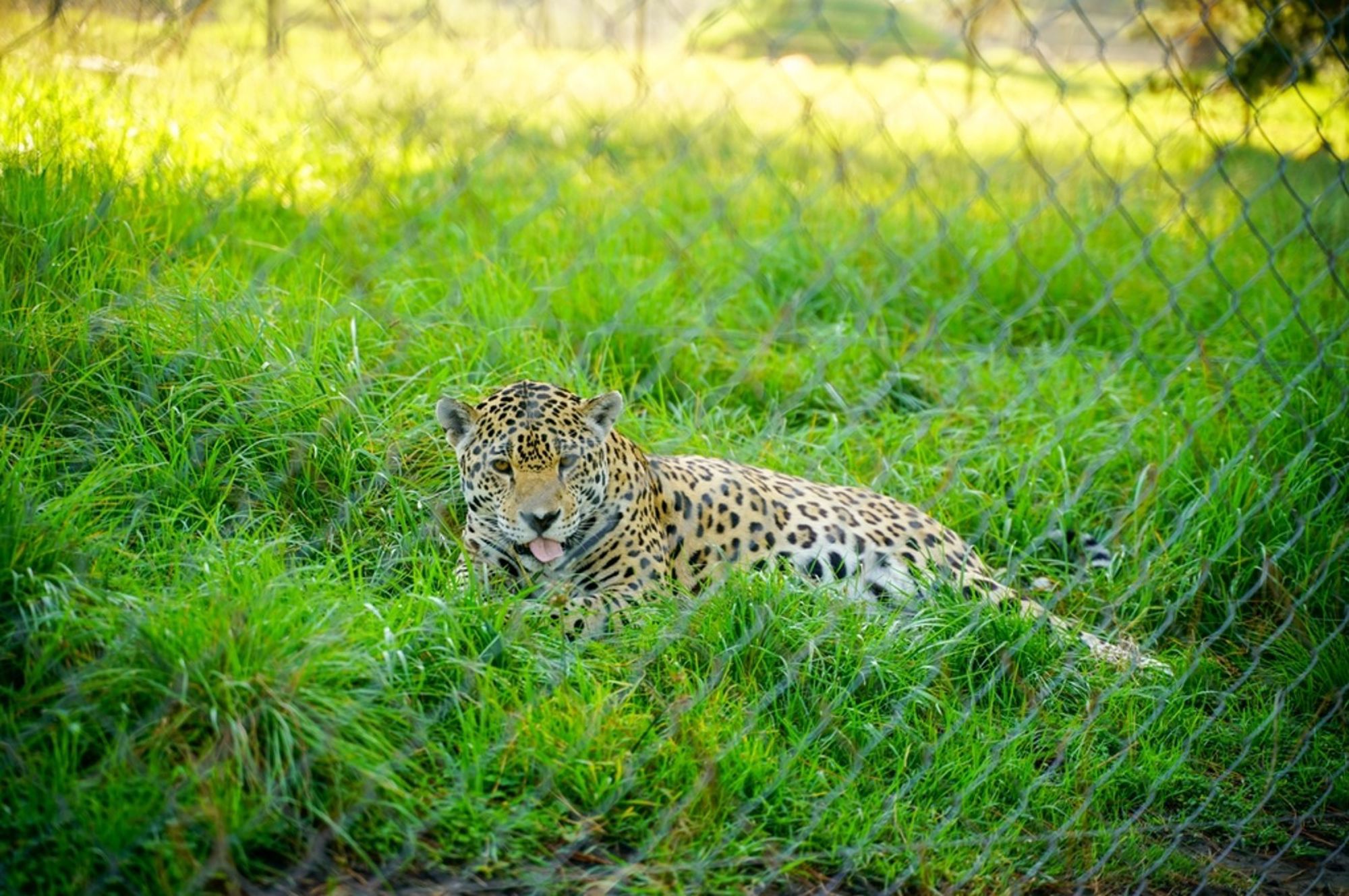 Jaguar ligt in het gras achter een hekwerk in Costa Rica.