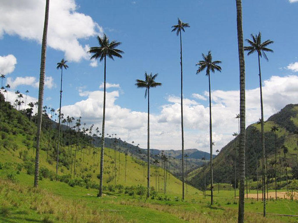 Hoge waspalmen in de Cocora-vallei tijdens een familiereis Colombia, met groene heuvels en blauwe lucht.