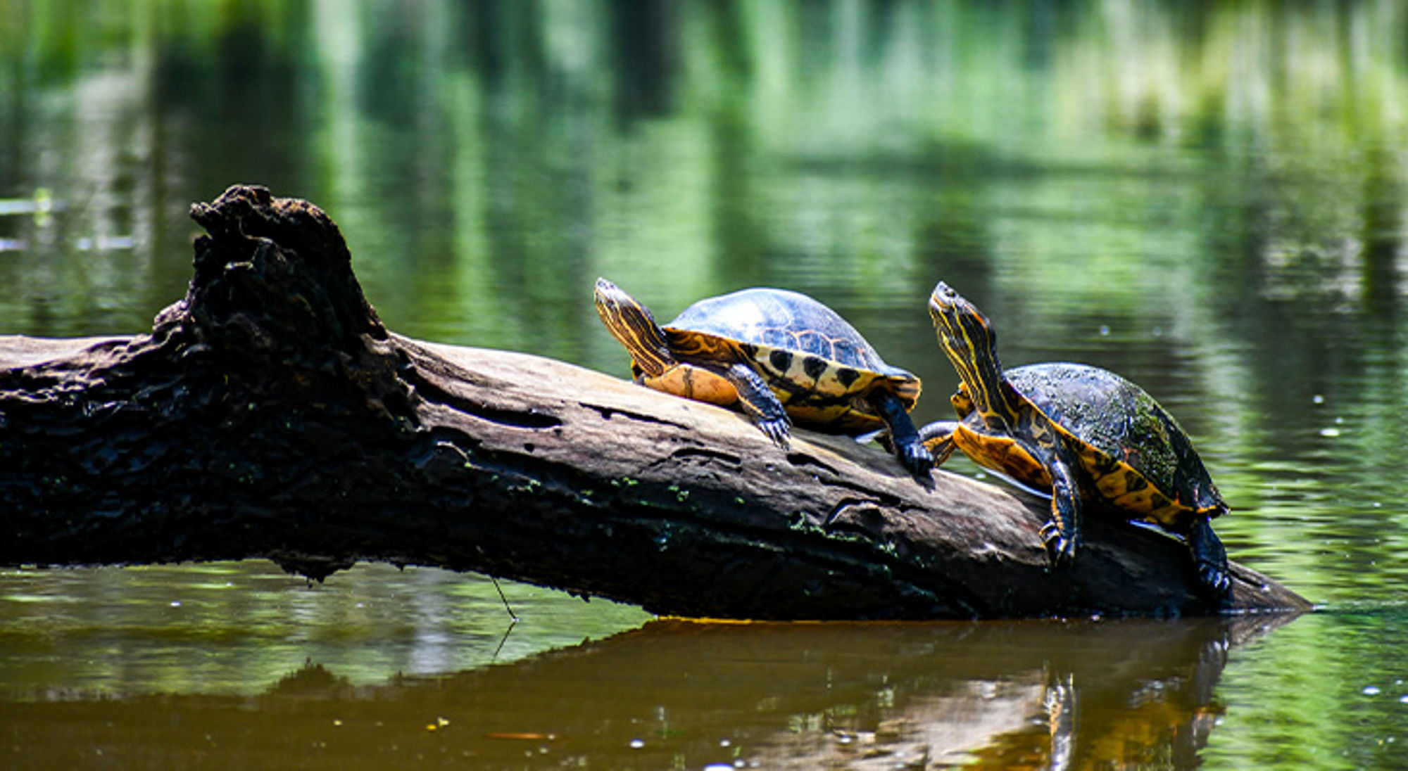 Schildpadden Costa Rica Twee schildpadden zonnen op een boomstam in een rustige vijver.