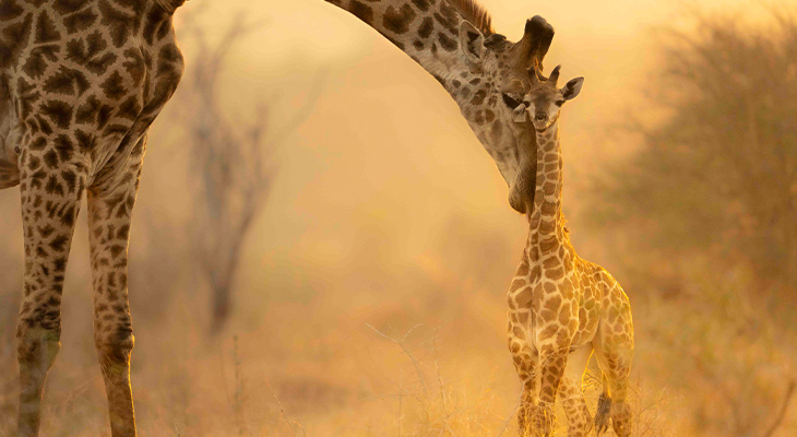 Giraffe met baby