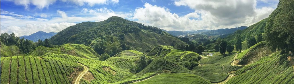 Groene theeplantages in de Cameron Highlands, Maleisië, met heuvels en wandelpad onder een blauwe lucht.