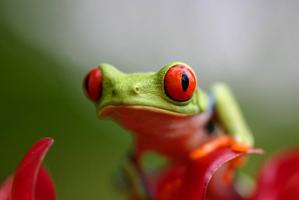Close-up van een roodogige boomkikker in het regenwoud van Costa Rica.