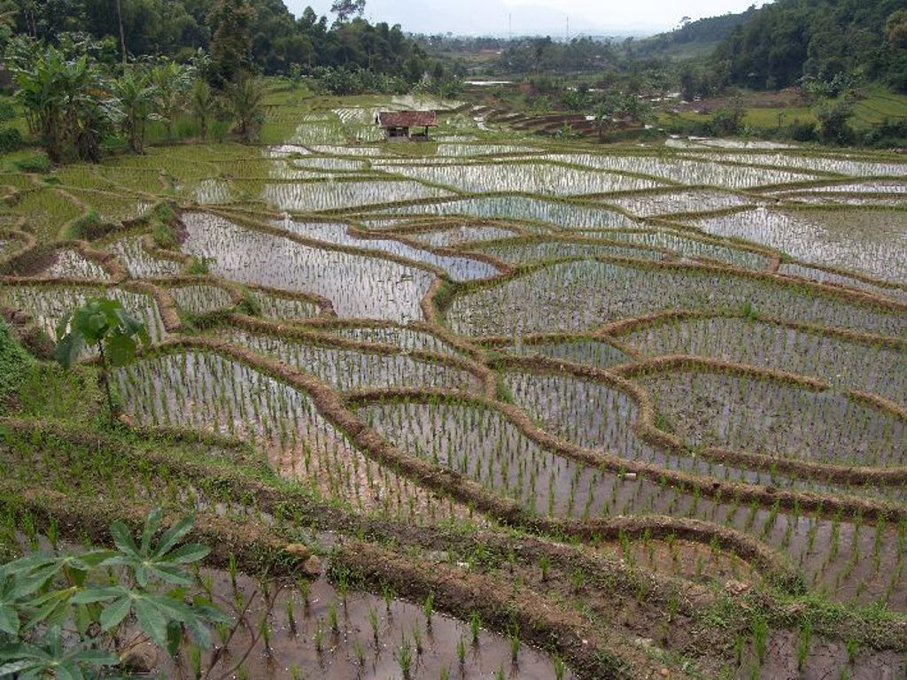 Groene rijstterrassen met water en een boerderijtje, tijdens groepsrondreis Sumatra, Java en Bali.