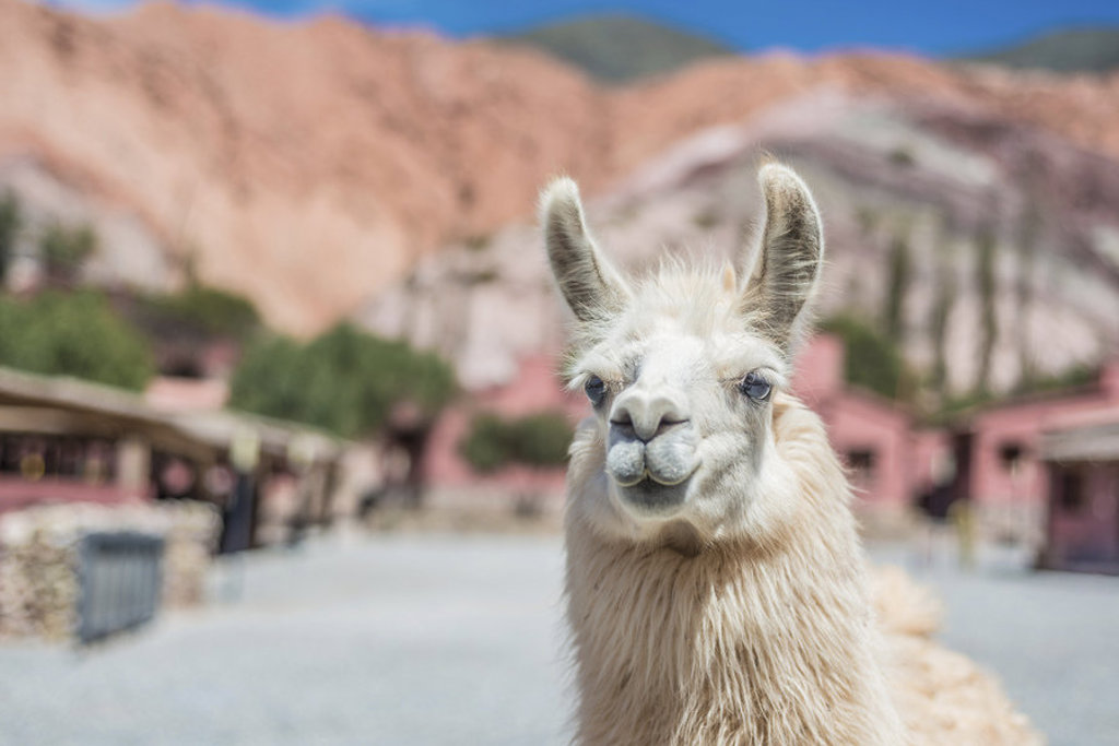 Lama in een bergdorp in Argentinië tijdens een groepsrondreis.