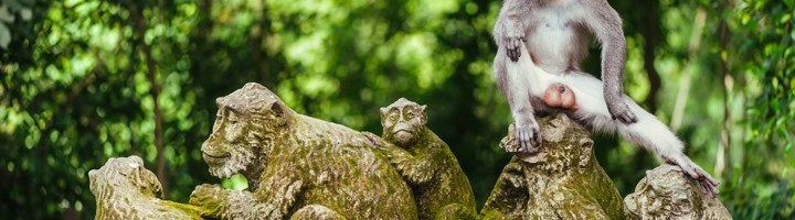 Aap zit op een met mos bedekte apenbeeldengroep in het Ubud Monkey Forest op Bali.